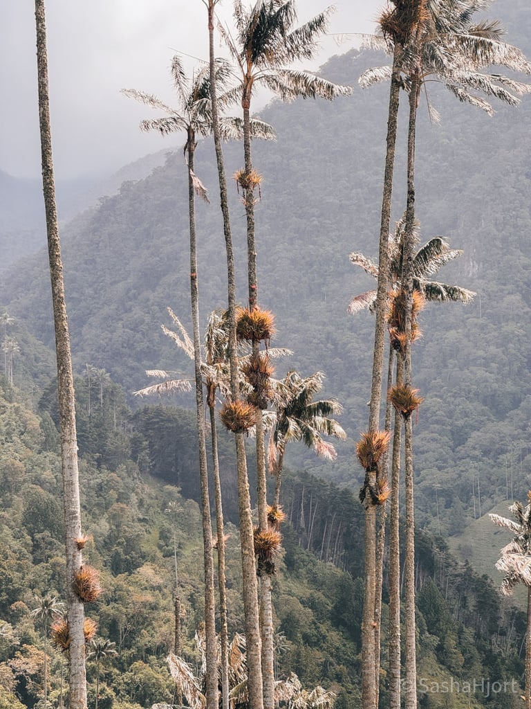 Cocora Valley Hike in Colombia, South America