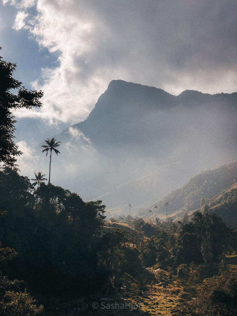 Cocora Vally in the morning, Salento in Colombia