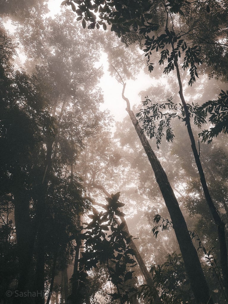 Pico do Papagaio Hike, Ilha grande, Brazil, South America