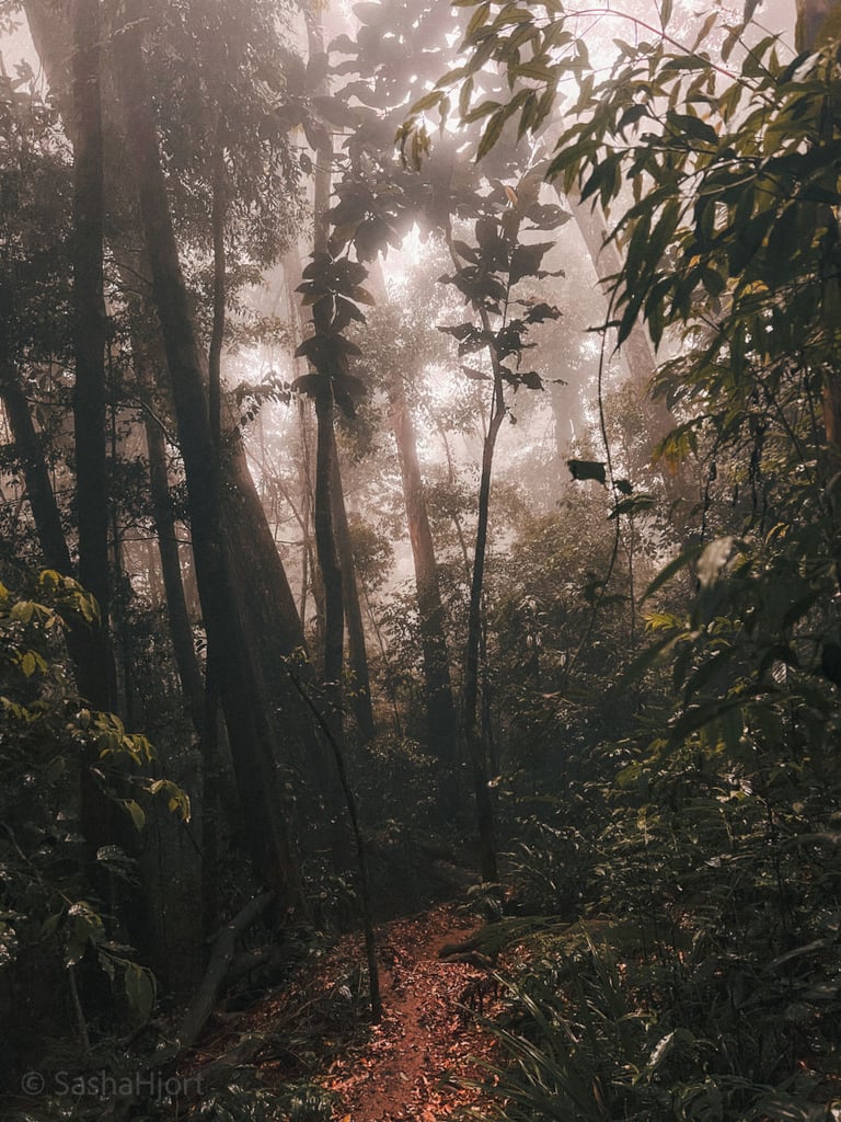 Pico do Papagaio Hike, Ilha grande, Brazil, South America