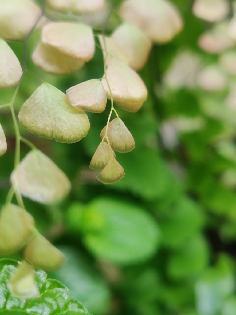 Maidenhair Fern