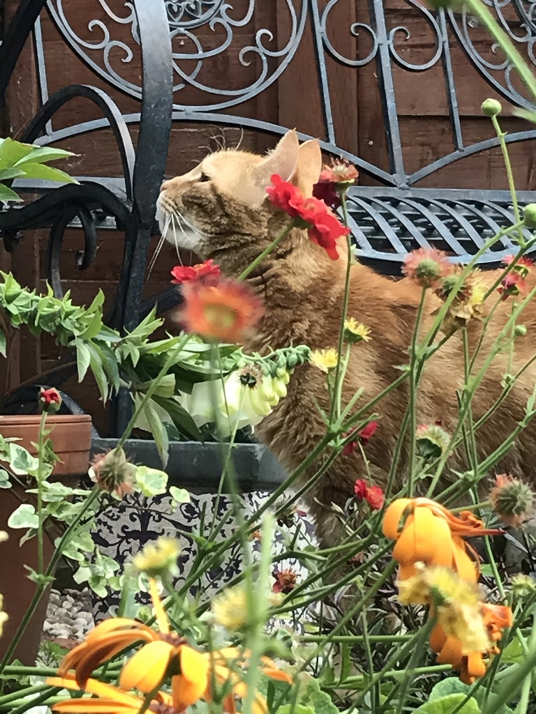 Cat walking through naturalistic planting