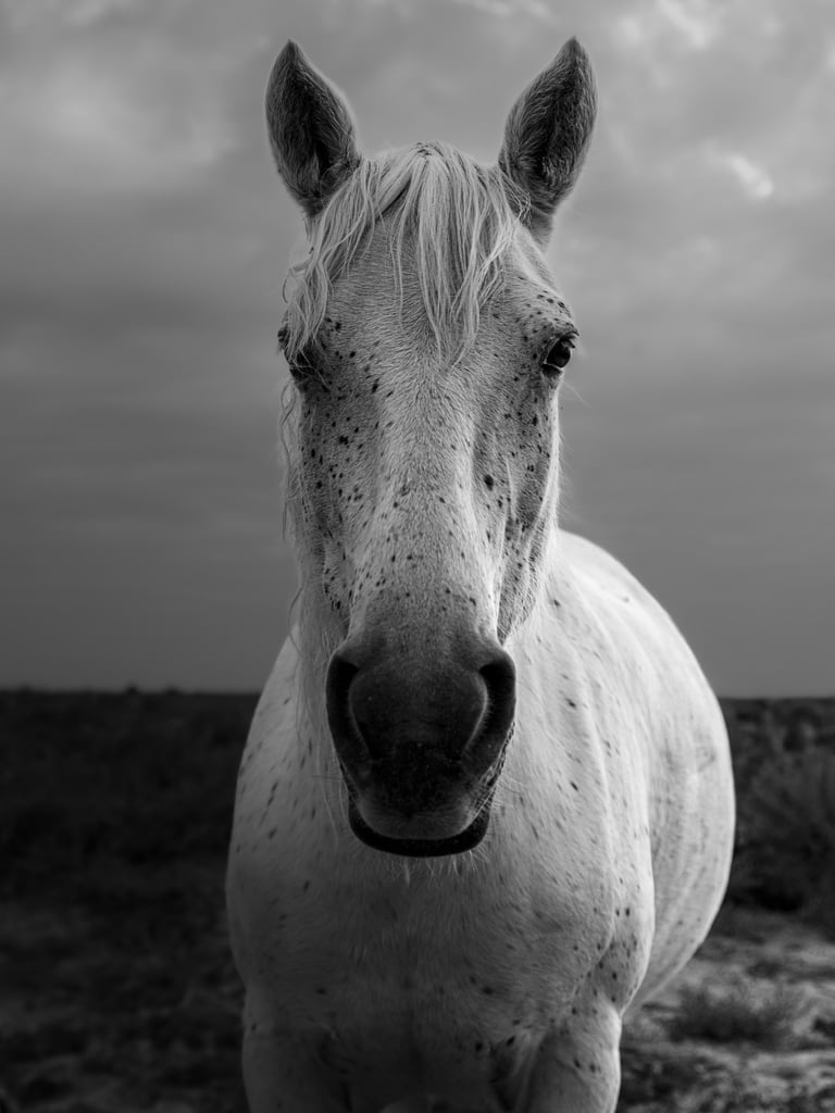 ethereal horse movement fine art photography Laura Mommicchi