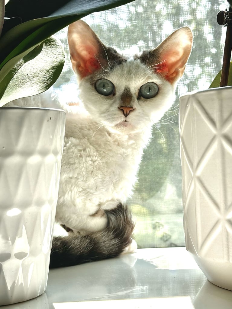 Dominika sitting on a table in front of a window