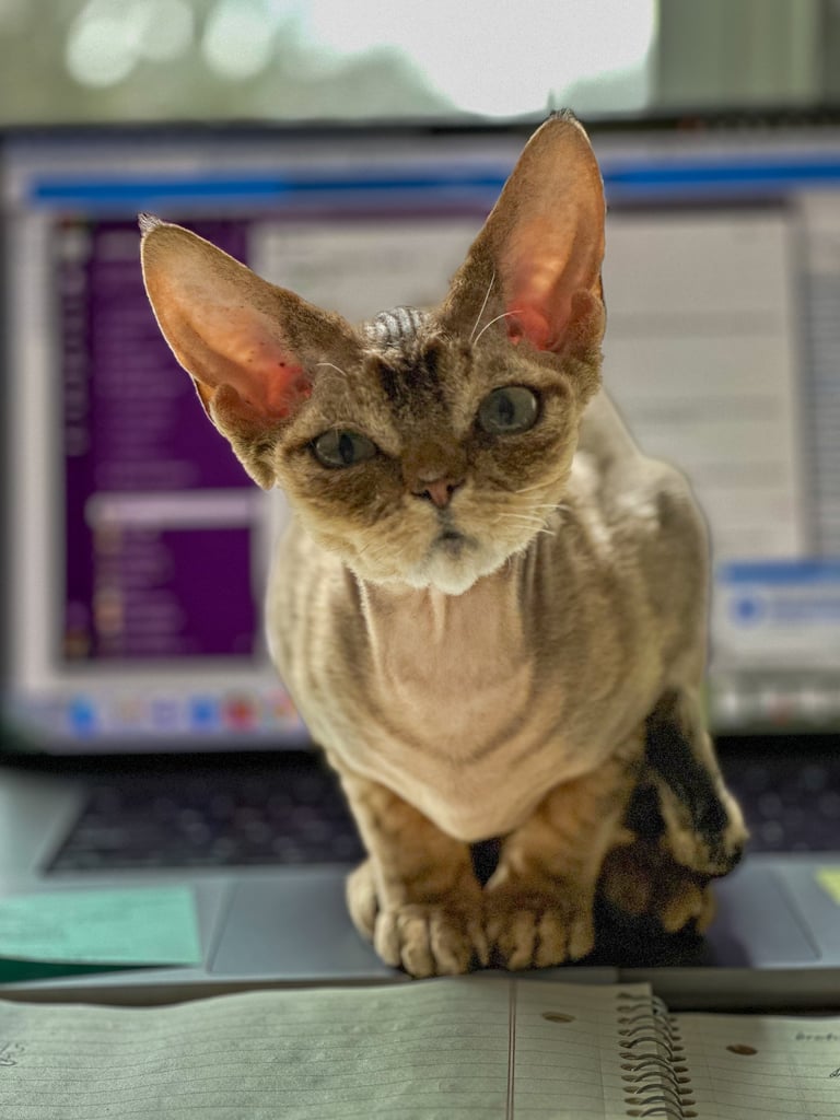 Lyubov sitting on top of a laptop computer