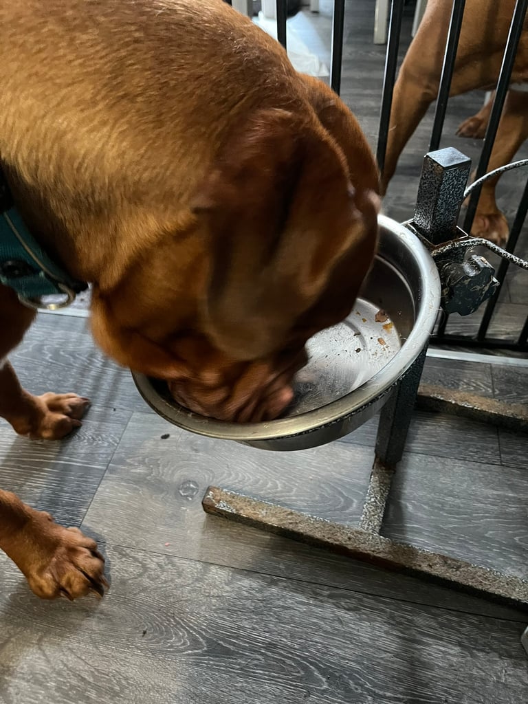 Ember licking her bowl clean after enjoying the Edgard Cooper Chicken & Turkey Tray