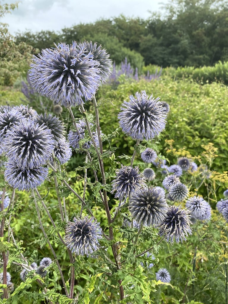 le graphisme de l'Echinops ritro
