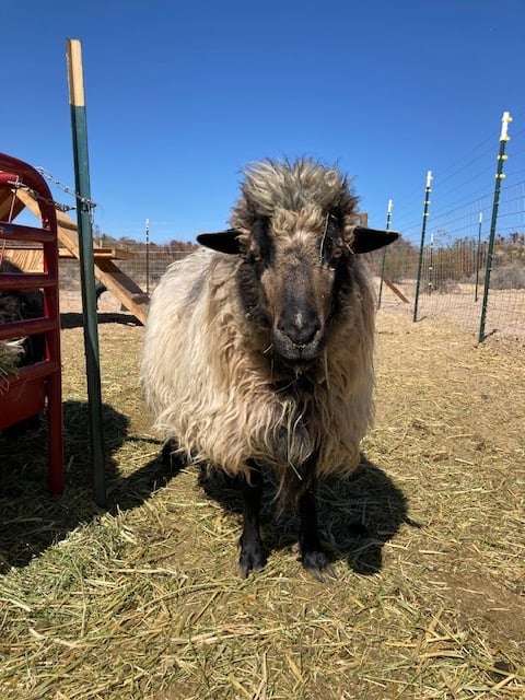 A Navajo-Churro sheep ewe