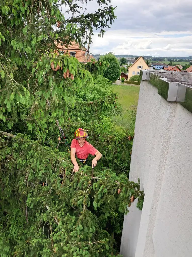 Arboriste grimpeur qui est dans un épicéa qui taille l'arbre pour dégager l'arbre des bâtiments