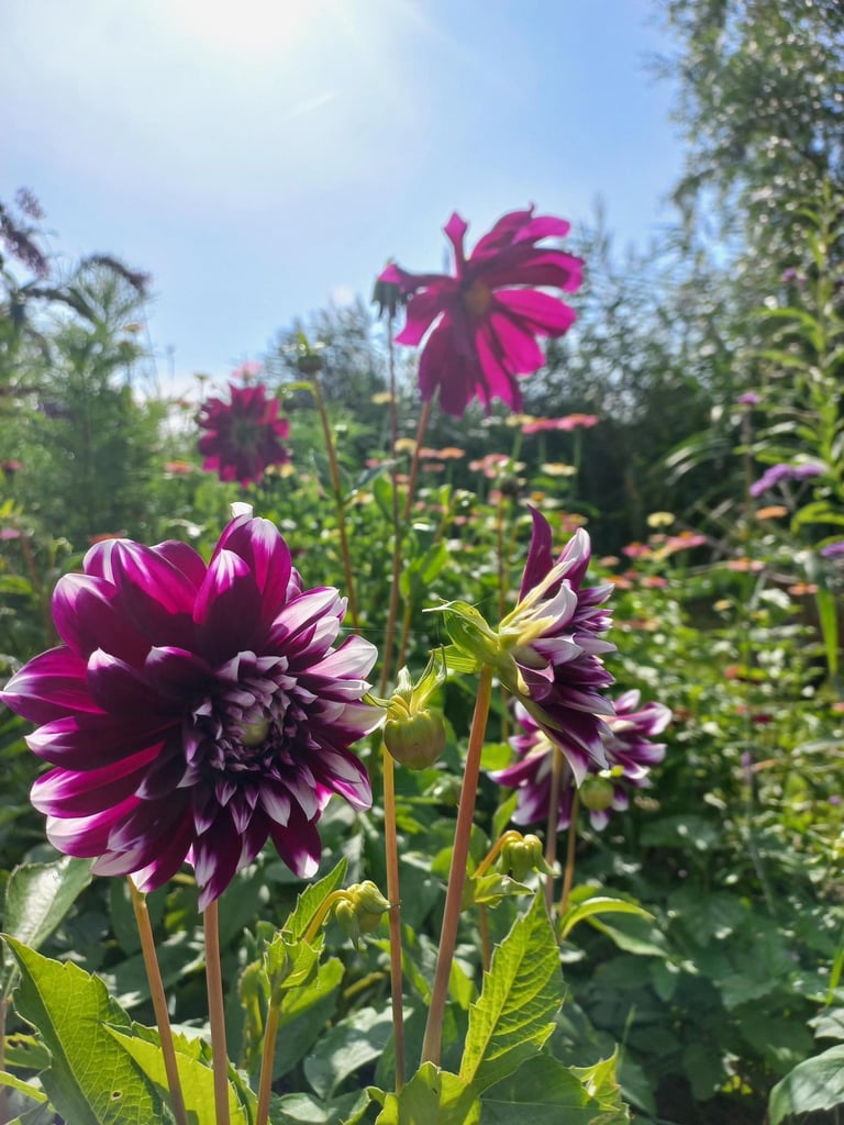 paarse bloemen in de bloementuin van hortus populus