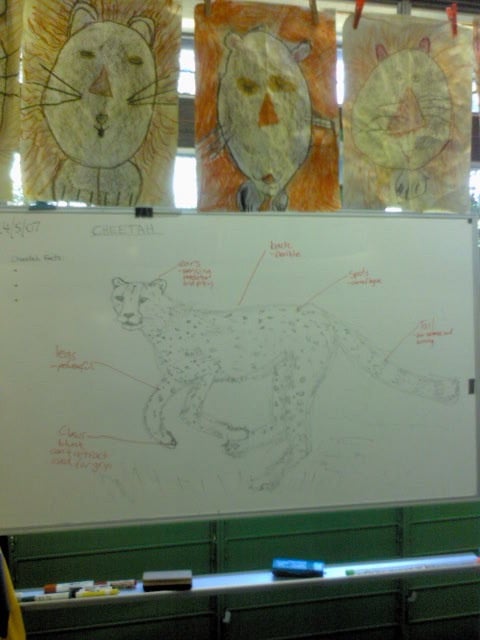 Cheetah diagram