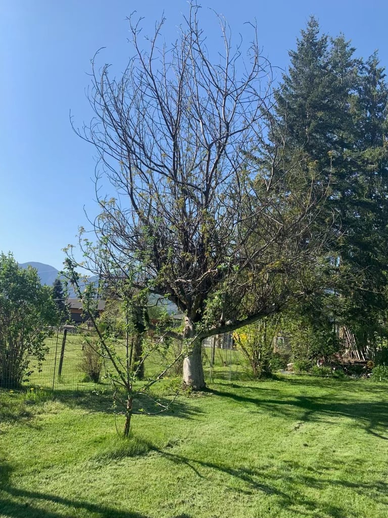 Walnut tree removing dead branches limbs Eagle bay
