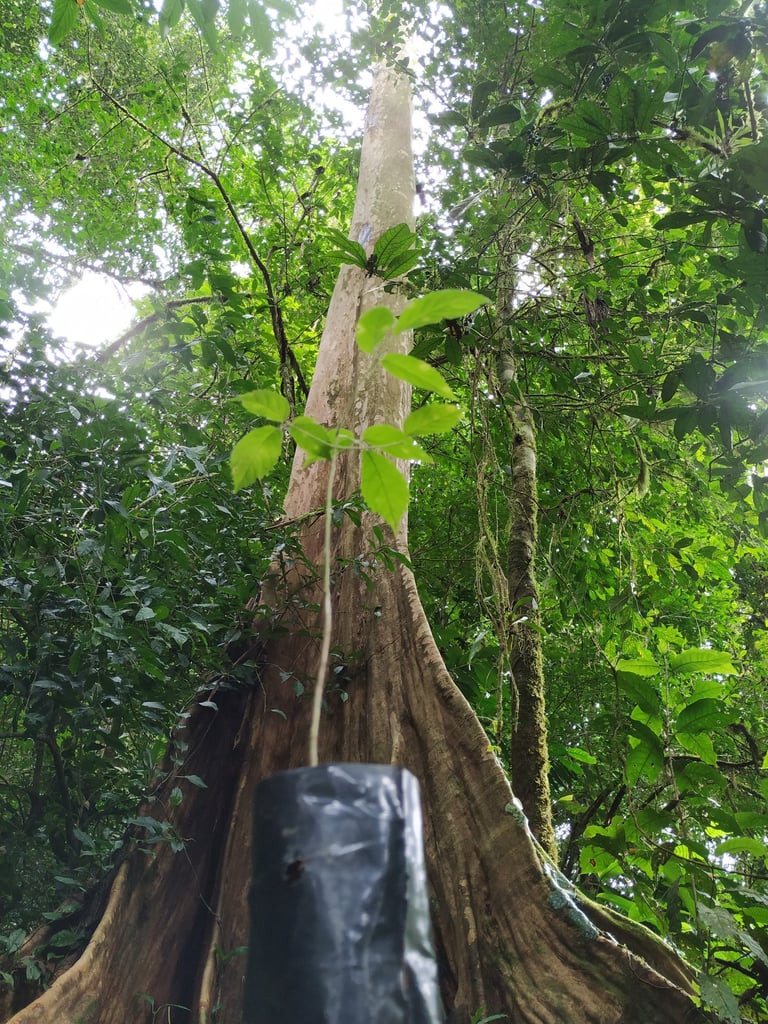 Het begin van ieder klimaatbos is het zoeken van de juiste soorten met een goede genetische mix