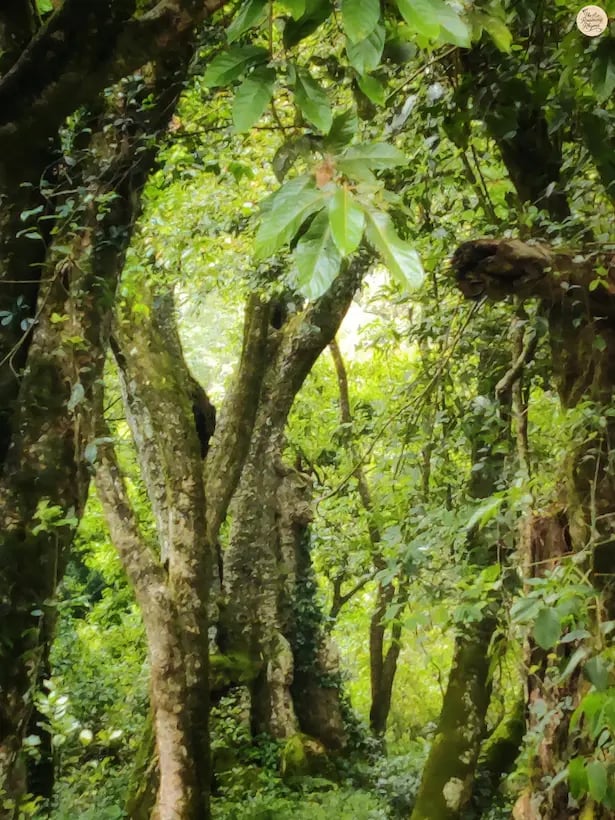 Distant view of a 500-year-old Nandi-shaped tree trunk inside Kodaikanal forest.