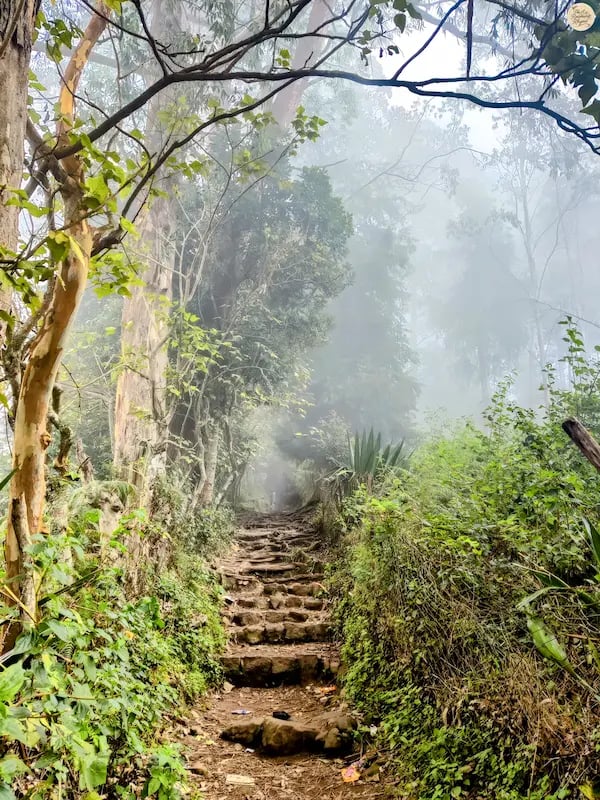 Misty trekking trail to Dolphin’s Nose in Kodaikanal surrounded by greenery.
