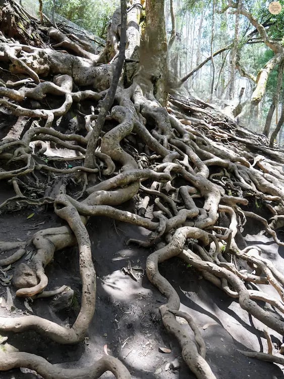 Gnarled and twisted tree roots inside Guna Cave, Kodaikanal.