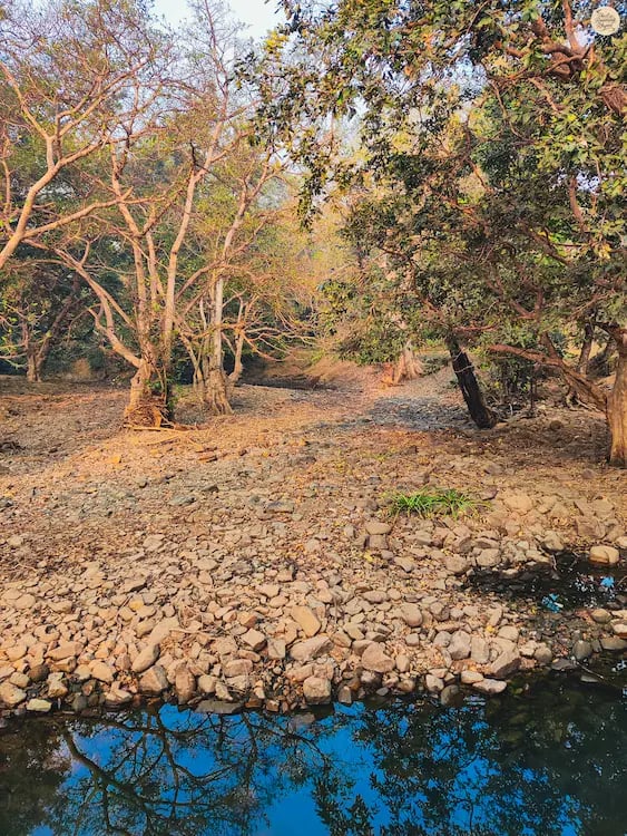 Calm water body inside Panna Tiger Reserve reflecting dense green forest trees