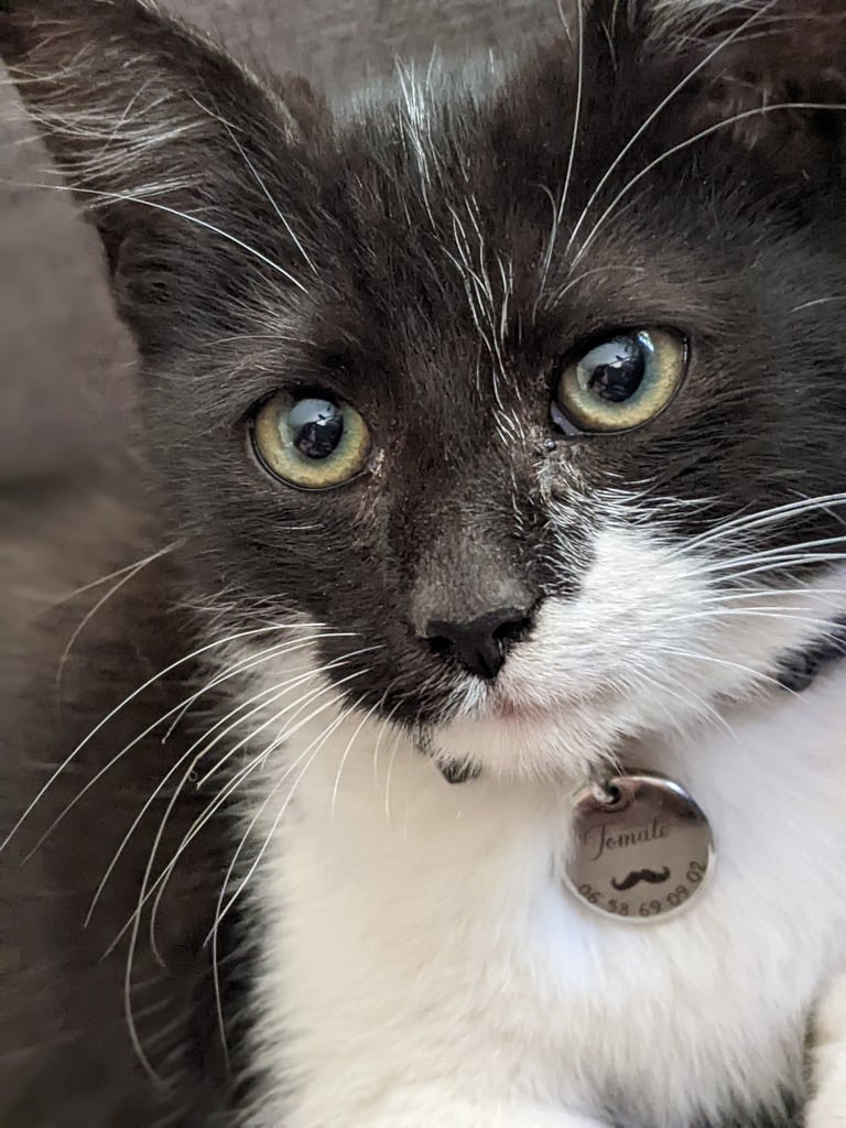 a black and white cat with a tag tag on it