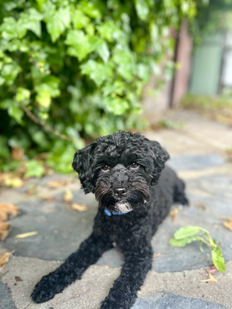 Therapy dog supporting client engagement
