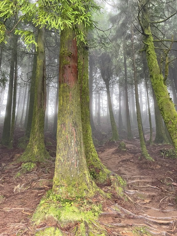 Nebliger Wanderweg durch einen dichten Kiefernwald mit moosbedeckten Bäumen in einer nebligen