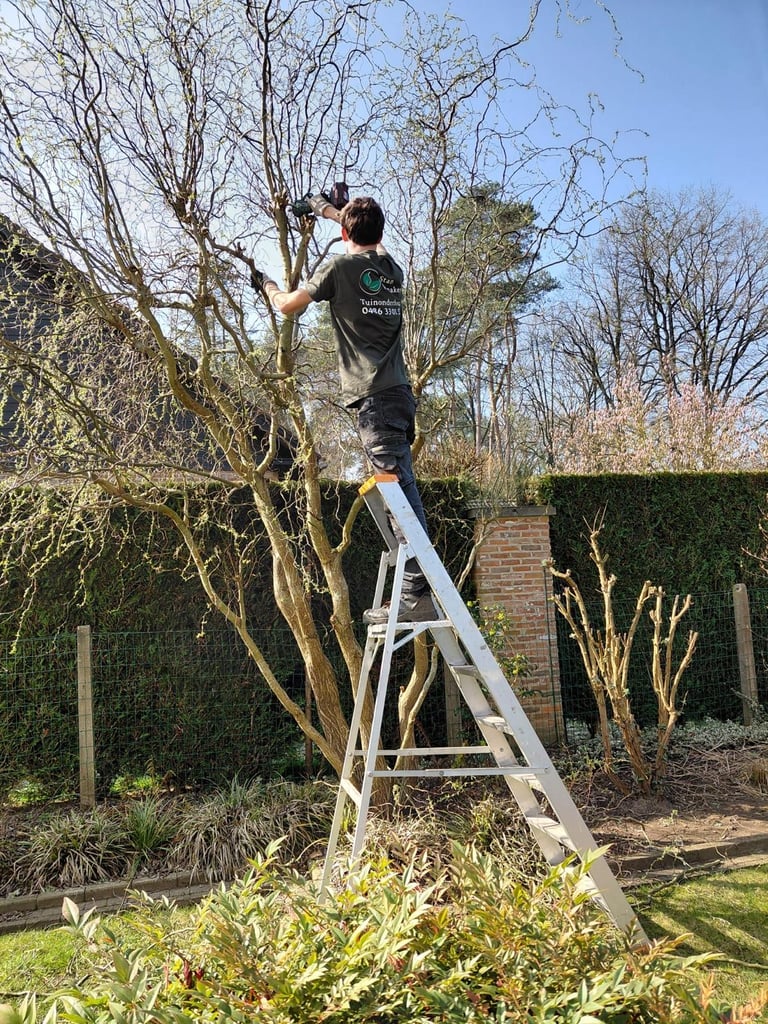 Tuinonderhoud Stan Vanaken bomen snoeien
