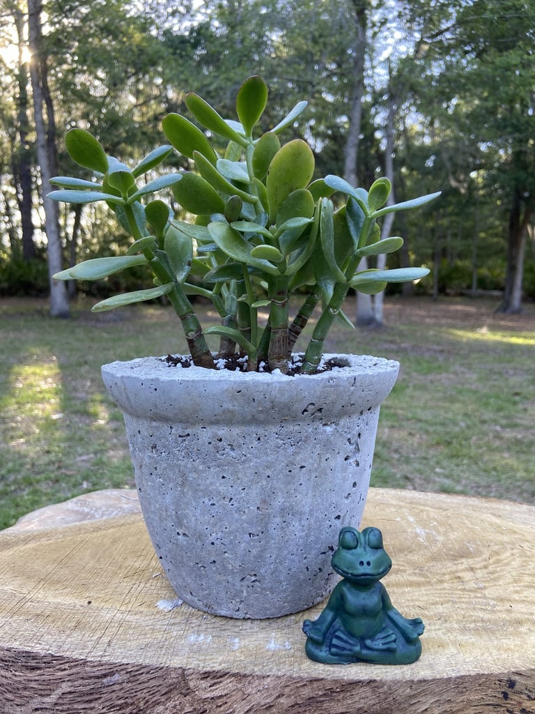 A green jade plant in a rustic concrete pot sitting on a tree stump next to a small meditating frog statue.