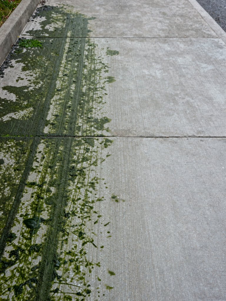 Close-up wide shot of a concrete walkway, left half caked with dark green algae and grime, right half pressure-washed clean showing bright grey concrete texture, natural overcast daylight, straight-on framing showing full surface width