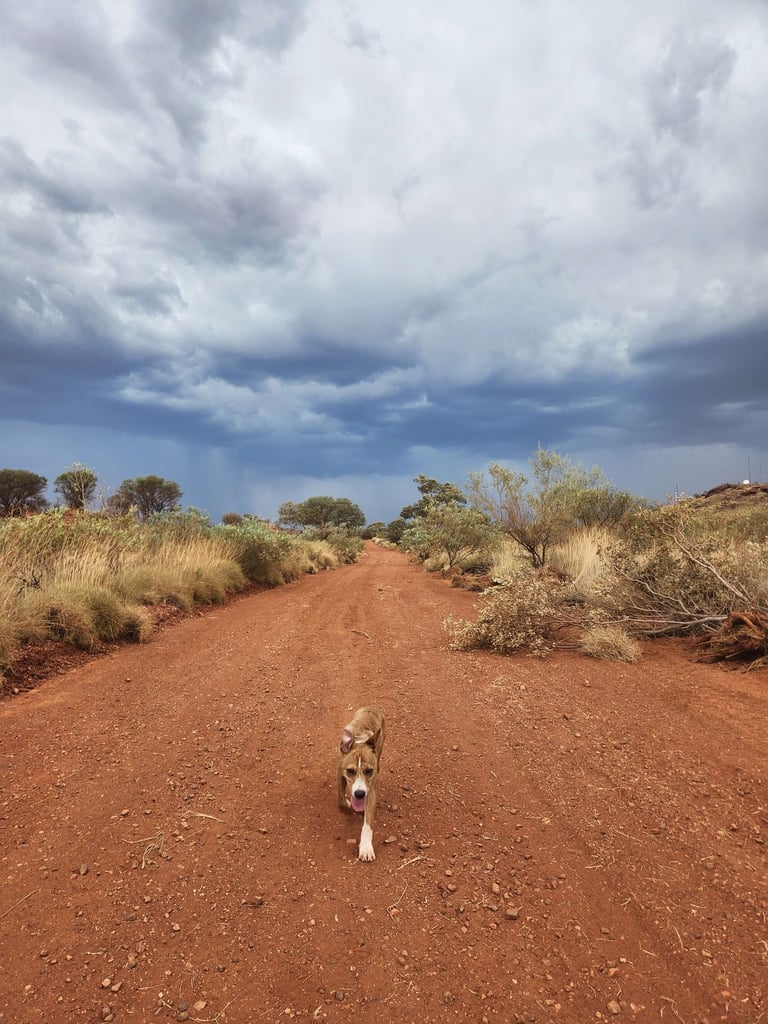 dingo dog australia outback pilbara George Stella Smith's dog