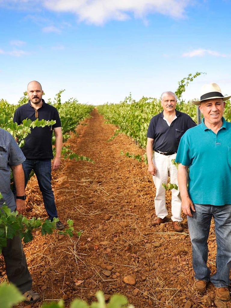 viñedo bodega belote