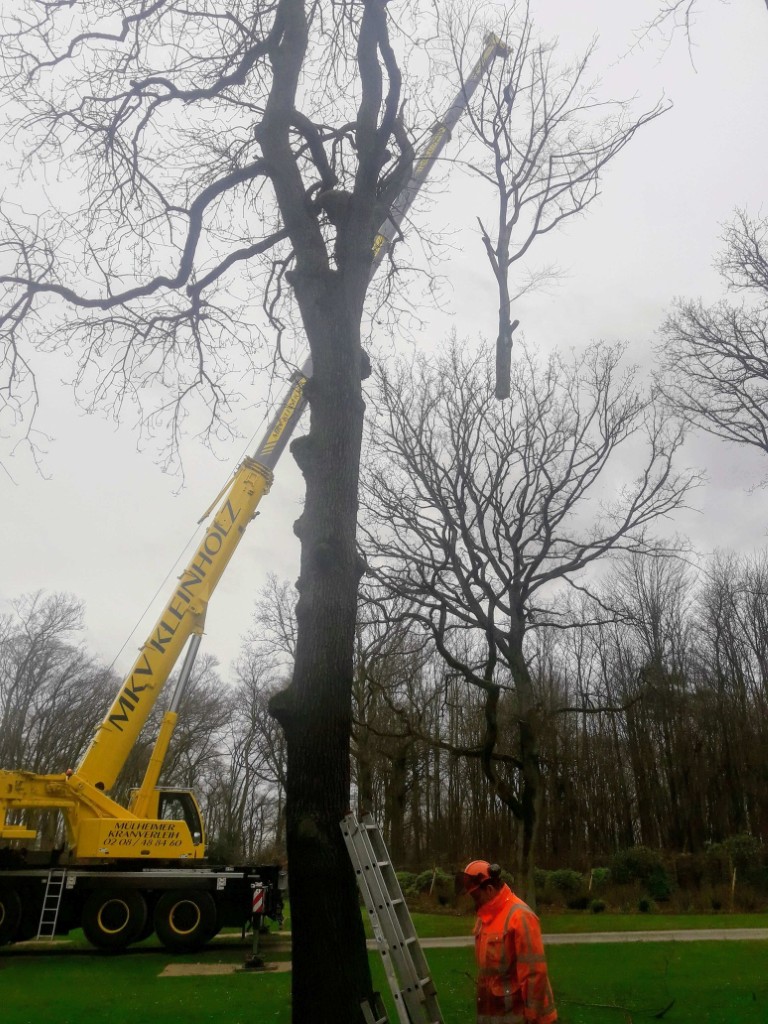 A yellow mobile crane lifting a large branch during professional tree removal and maintenance service.