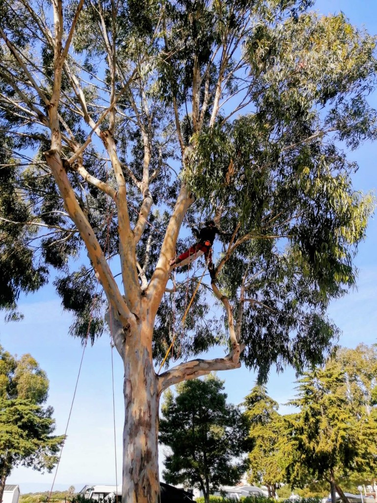 A professional arborist pruning a large eucalyptus tree using safety ropes and climbing gear.