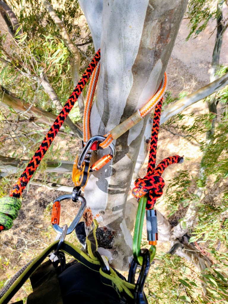 Professional arborist climbing gear with ropes and carabiners secured to a eucalyptus tree trunk.