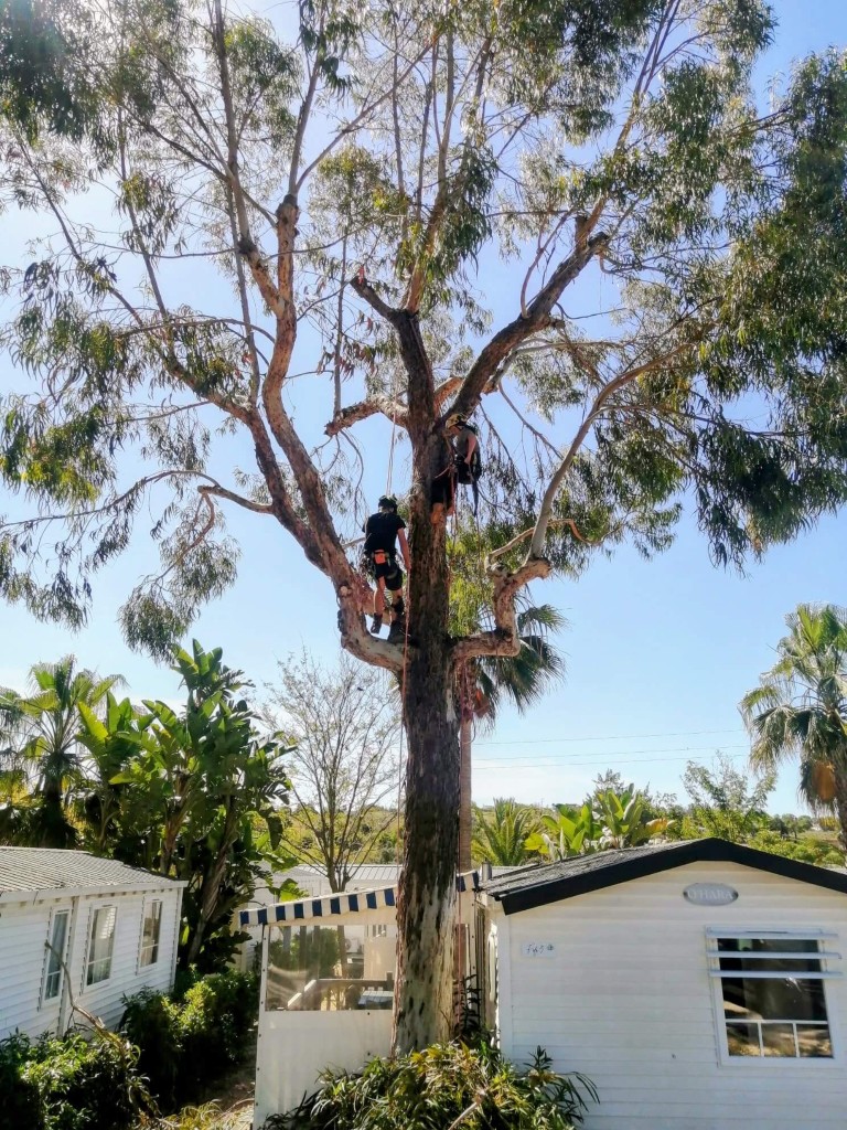 Professional arborists using safety harnesses to prune a tall eucalyptus tree near residential mobile homes.