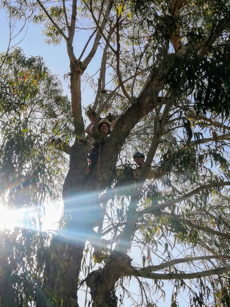 Professional arborists wearing safety gear performing tree maintenance high in a eucalyptus tree canopy.