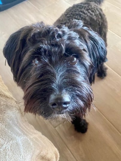 Petit chien noir mignon