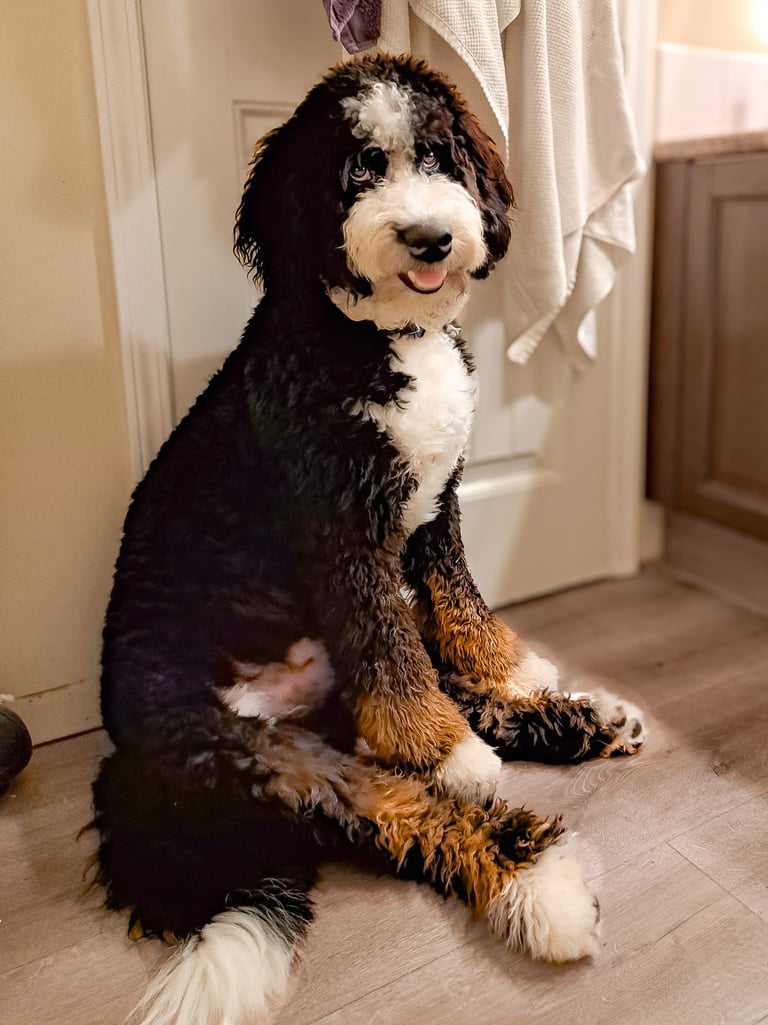 Older Puppy for Rehoming