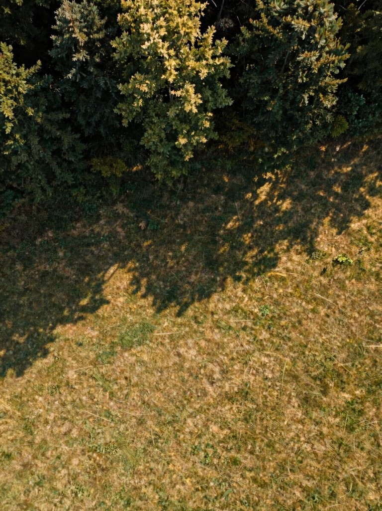 Close aerial view looking straight down at a forest canopy edge meeting an open meadow, warm late-afternoon light casting long shadows from individual trees across the grass, the geometric boundary between dark green and pale gold occupying the full frame, shot from drone height, no people, no sky visible