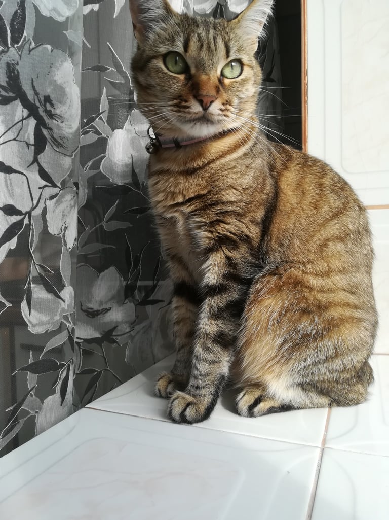 kathia -  my fur baby , tabby cat