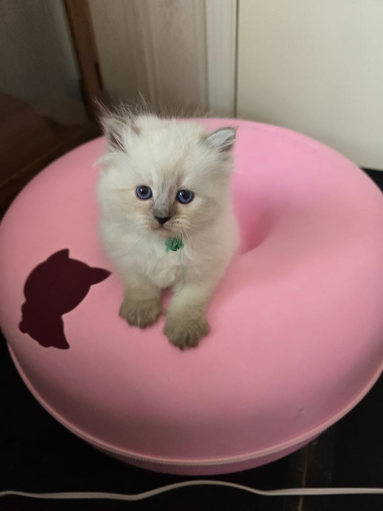 Texas Siberian kitten