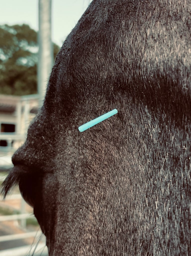 Akupunktur für Pferde mit Nadel und Laser