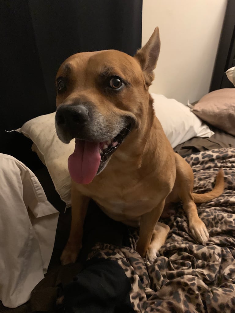 A happy brown pit bull mix dog sitting on a bed with leopard print blankets.