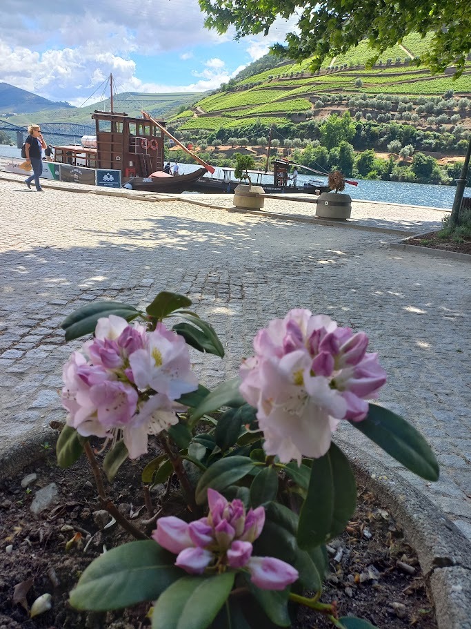 La vallée du Douro au Portugal 