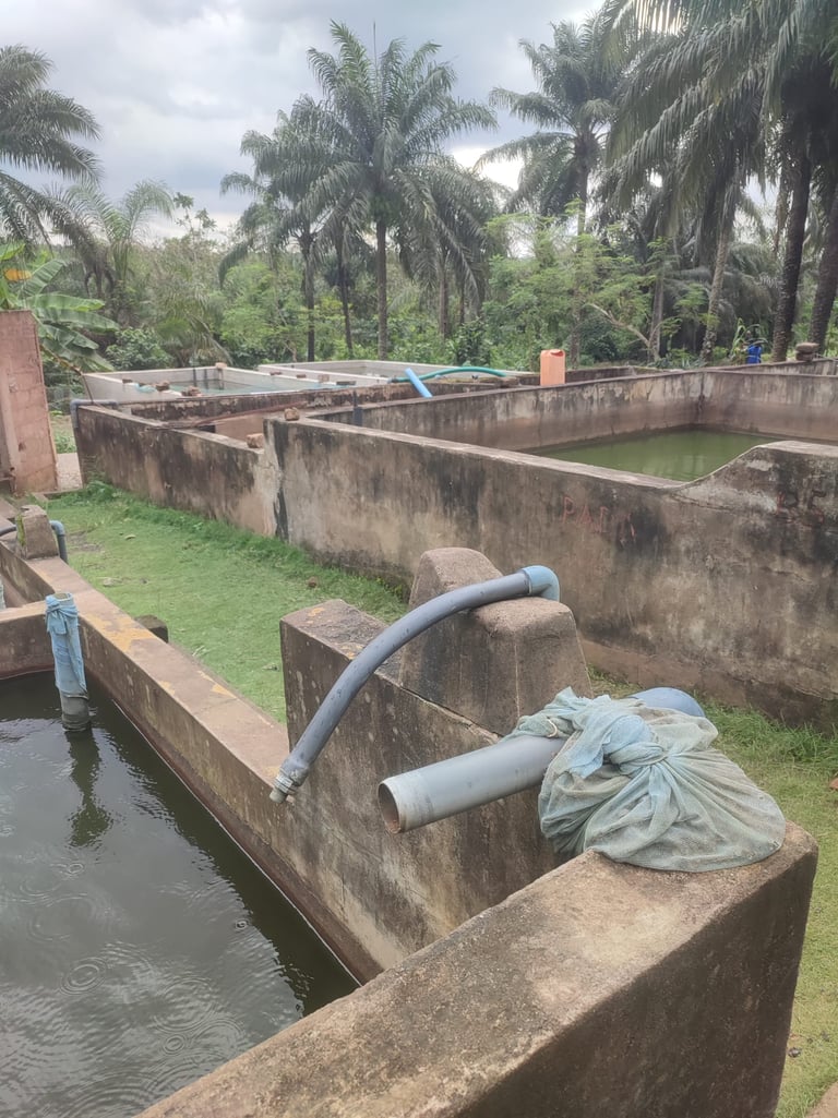 Bassins où sont élevés les poissons juvéniles de l'association MOBOVOME