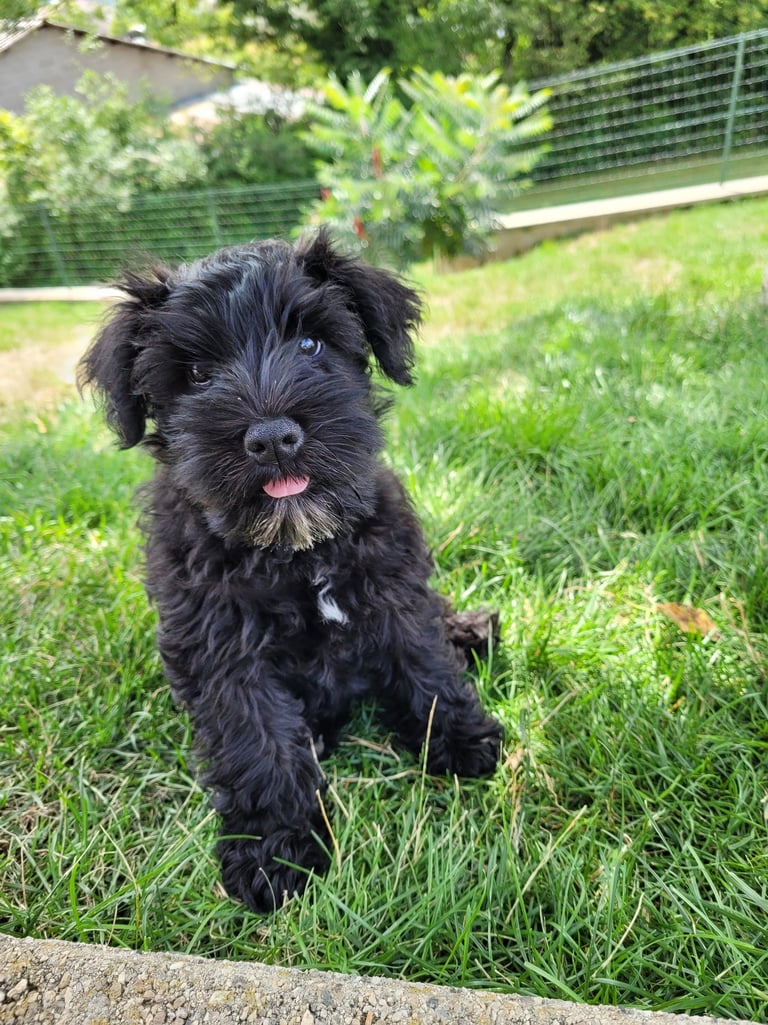 Aska des Diamants Noirs d'Also