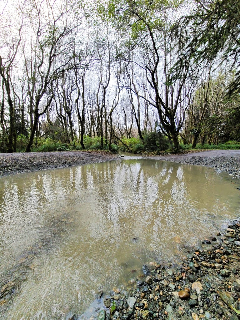 redwood national park, redwoods, fern canyon