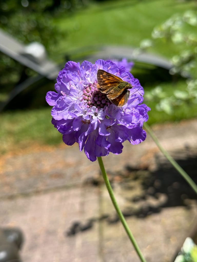Insectvriendelijke plant in een tuin met een vlinder 