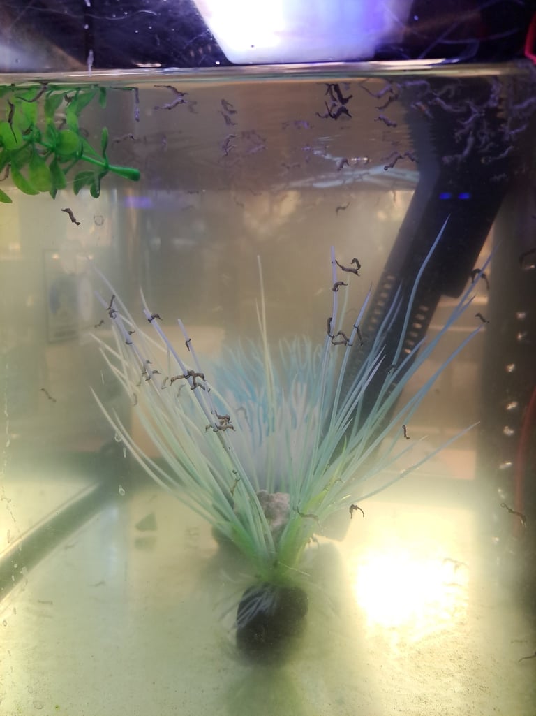 Juvenile seahorses