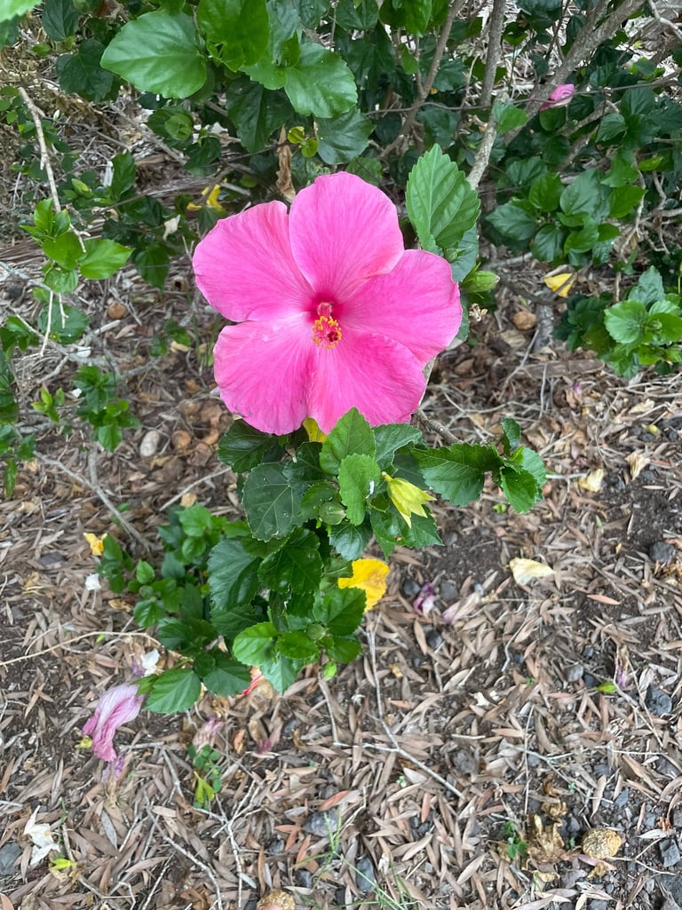 Enjoying nature after meeting with Judy Waitley at Empower Change Counseling