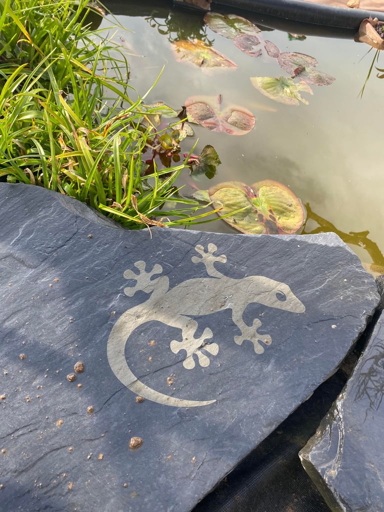 a lizard lizard on a rock in a pond