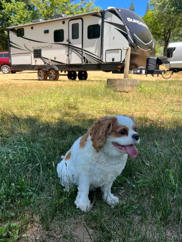 photo of a dog on green grass in front of a rental camper trailer